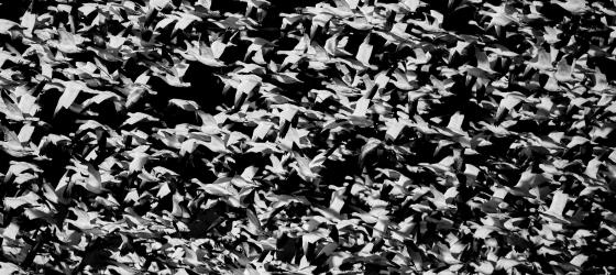 Photo by <a href="https://unsplash.com/@cadop?utm_content=creditCopyText&utm_medium=referral&utm_source=unsplash">Mathew Schwartz</a> on <a href="https://unsplash.com/photos/a-black-and-white-photo-of-a-flock-of-birds-DUPITwoxXJE?utm_content=creditCopyText&utm_medium=referral&utm_source=unsplash">Unsplash</a>       