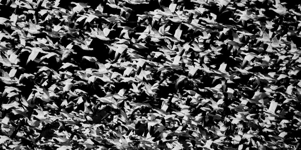 Photo by <a href="https://unsplash.com/@cadop?utm_content=creditCopyText&utm_medium=referral&utm_source=unsplash">Mathew Schwartz</a> on <a href="https://unsplash.com/photos/a-black-and-white-photo-of-a-flock-of-birds-DUPITwoxXJE?utm_content=creditCopyText&utm_medium=referral&utm_source=unsplash">Unsplash</a>       